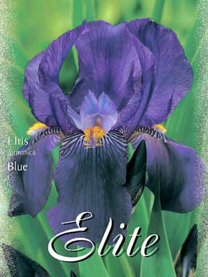 Schwertlilie 'Blue', Iris germanica (Art.Nr. 521550)