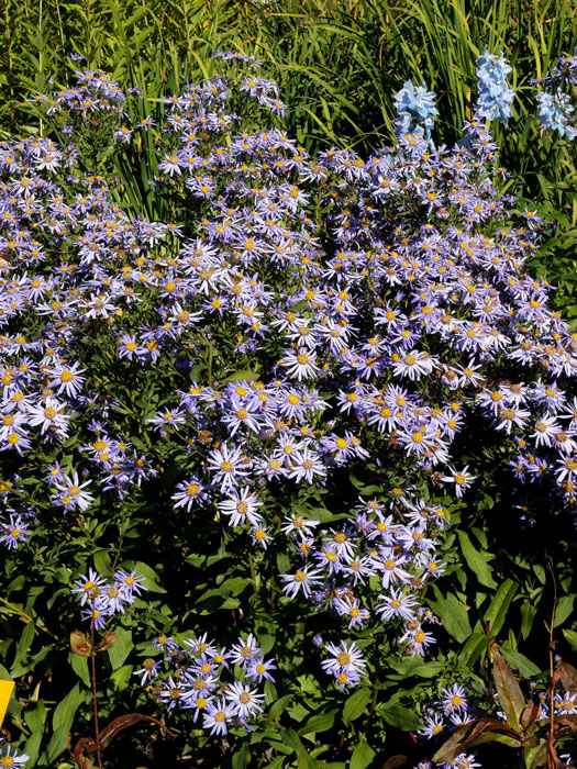 Aster frikartii 'Wunder von Stäfa', Berg-Aster, Sommer-Aster