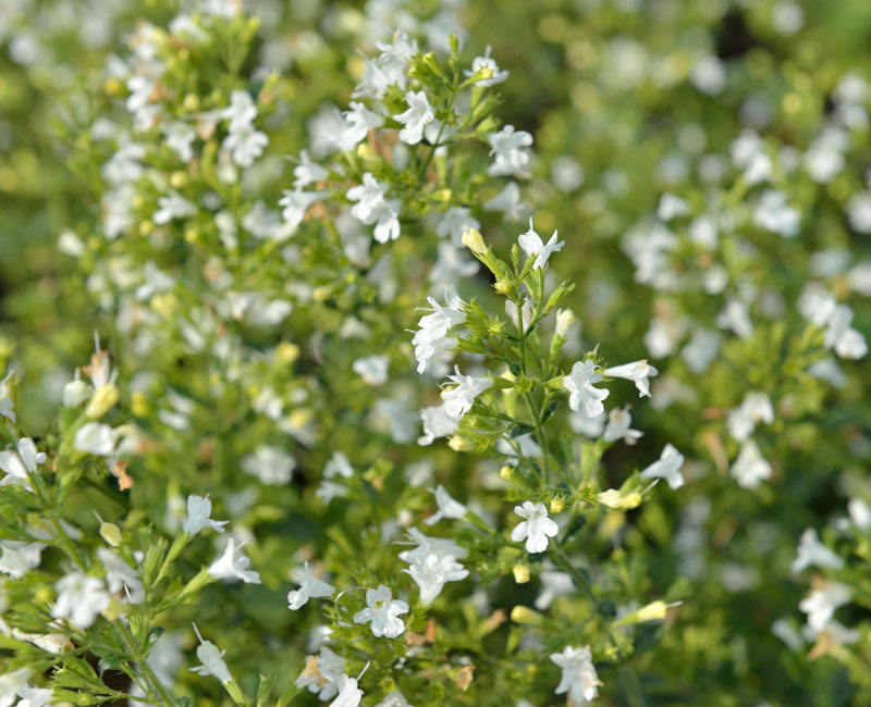 Calamintha nepeta 'Marvelette White', Bergminze