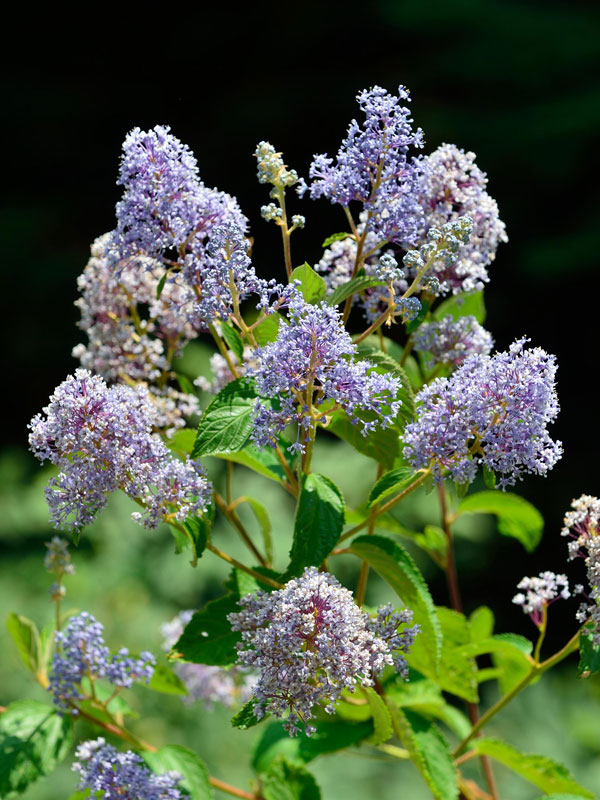 Ceanothus delilianus 'Gloire de Versailles', Blaue Säckelblume