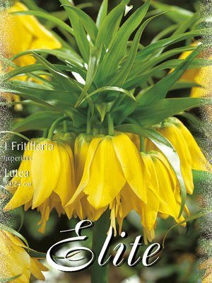 Kaiserkrone 'Lutea', Fritillaria (Art.Nr. 596754)