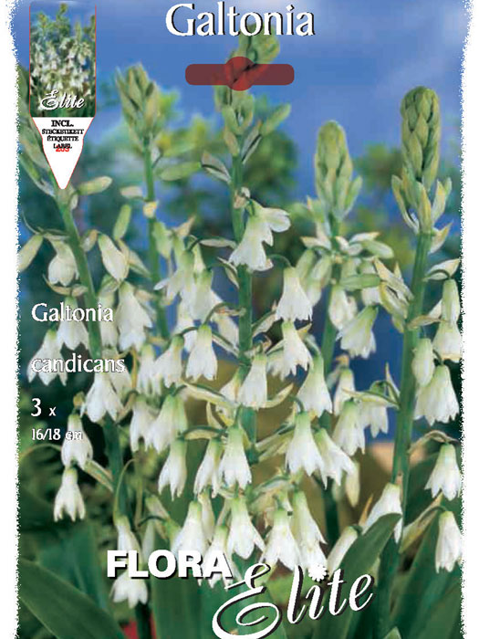 Sommerhyazinthe, Galtonia candicans (Art.Nr. 521222)