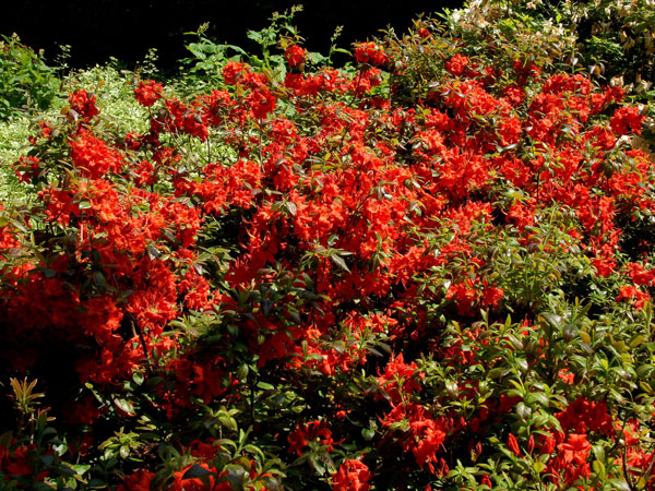 Rhododendron luteum 'Nabucco'