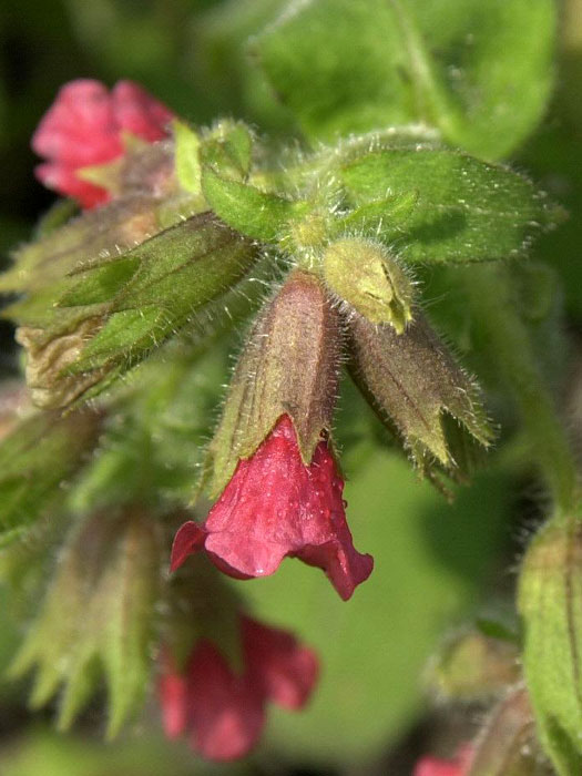 Pulmonaria rubra 'Redstart', Rotes Lungenkraut