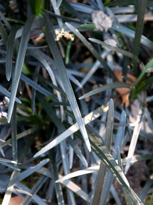 Ophiopogon planiscapus 'Niger', Schwarzer Schlangenbart