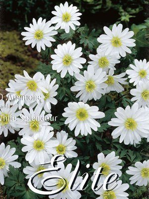 Anemone Blanda 'White Splendour' (Art.Nr. 596408)