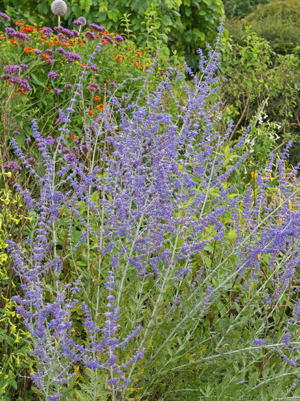 Perovskia atriplicifolia 'Little Spire', Blauraute