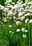 armeria-alba56d99115156a2