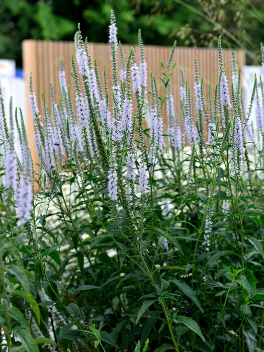 Veronica longifolia 'Schneeriesin', Langblättriger Garten-Ehrenpreis, Wiesen-Ehrenpreis