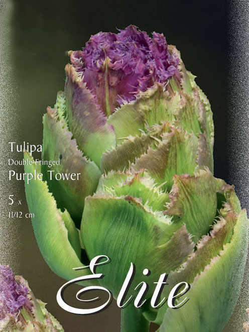 Gefüllte gefranste Tulpe 'Purple Tower' (Art.Nr. 595537)