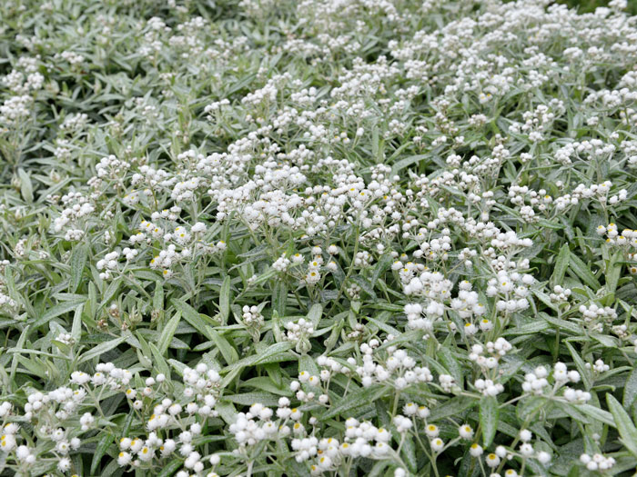 Anaphalis triplinervis 'Silberregen', Silberimmortelle