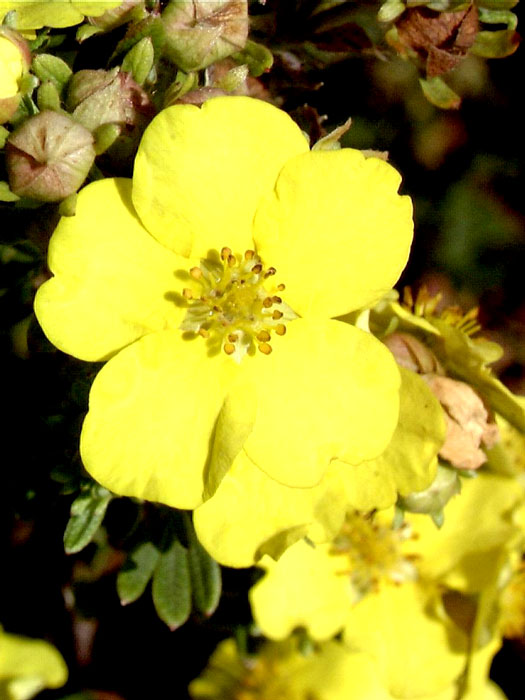 Potentilla Goldteppich Blüte