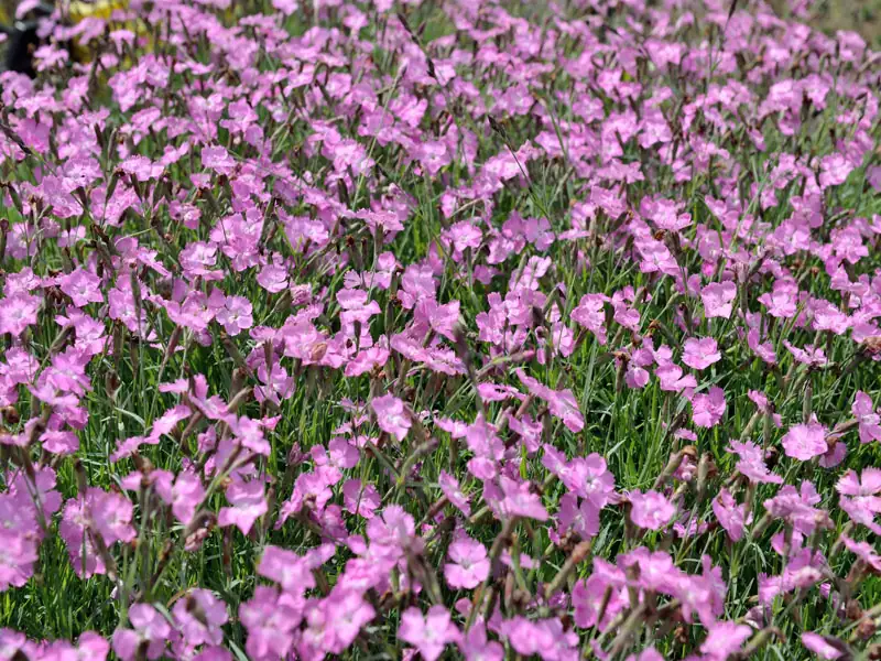 Ausschnitt einer Flaechenbepflanzung mit Dianthus Eydangeri 