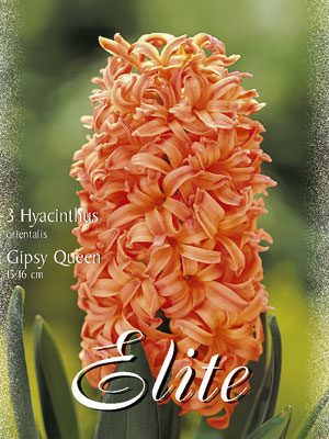 Hyazinthe 'Gipsy Queen' (Art.Nr. 595016)