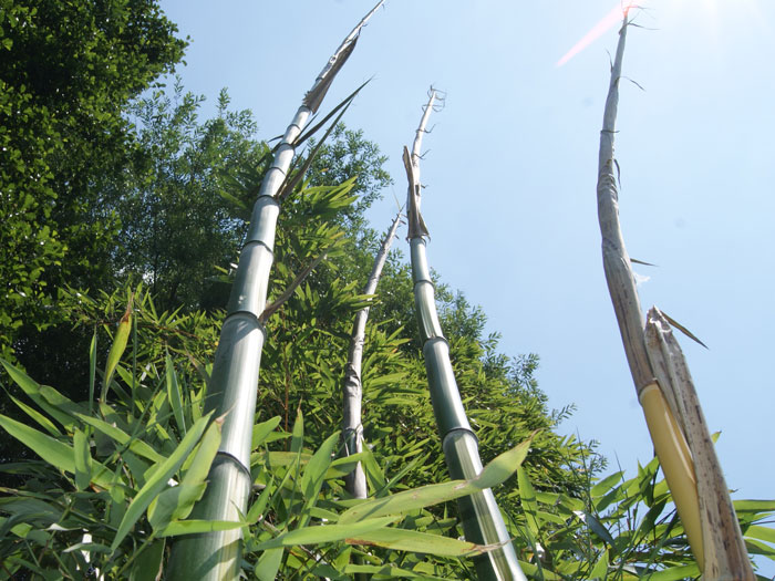 Phyllostachys vivax 'Huangwenzhu'