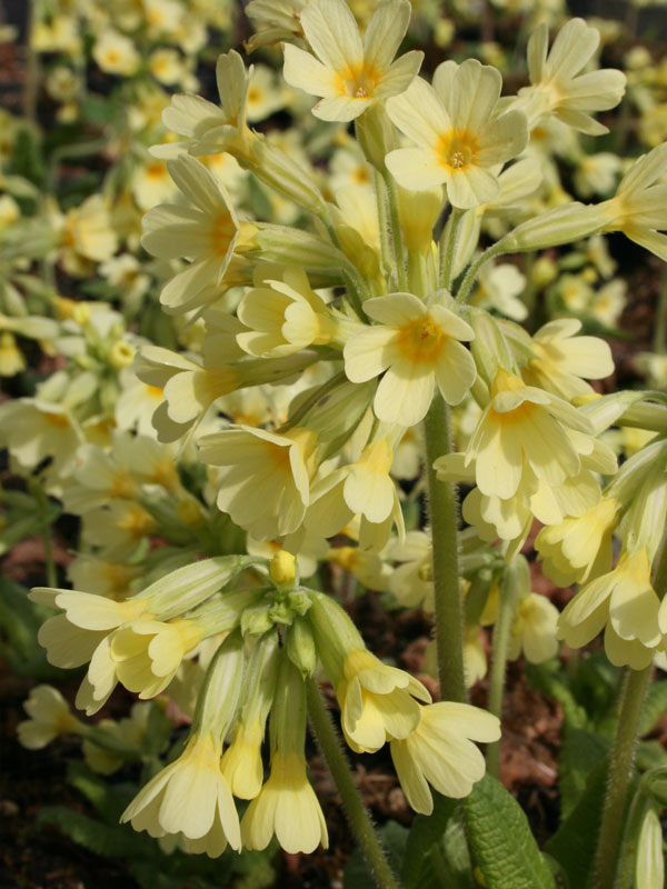 Nahaufnahme gelber Blüten von Primula elatior