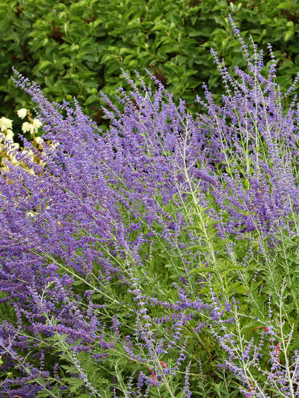 Perovskia atriplicifolia 'Little Spire', Blauraute