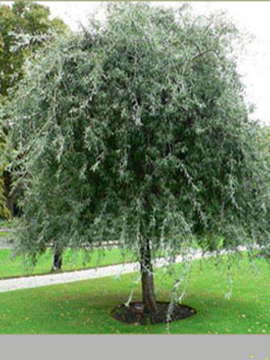 Pyrus salicifolia 'Pendula', Hängende Silberbirne - Hochstamm