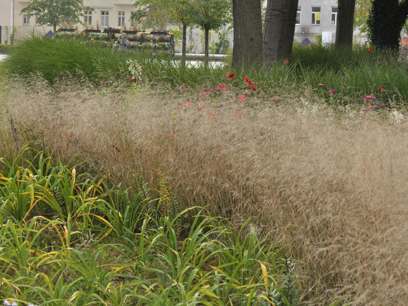 Deschampsia cespitosa 'Bronzeschleier', Garten-Schmiele