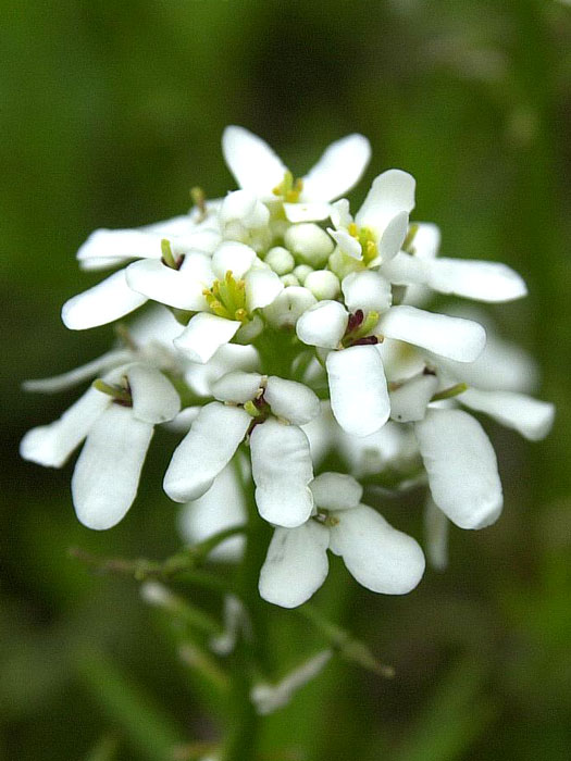 Iberis sempervirens 'Weißer Zwerg' (M), Schleifenblume