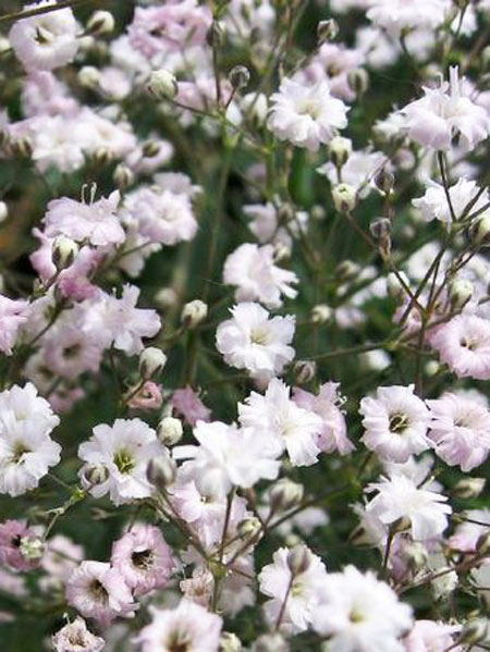 Gypsophila paniculata 'Bristol Fairy', Schleierkraut, rispiges Gipskraut