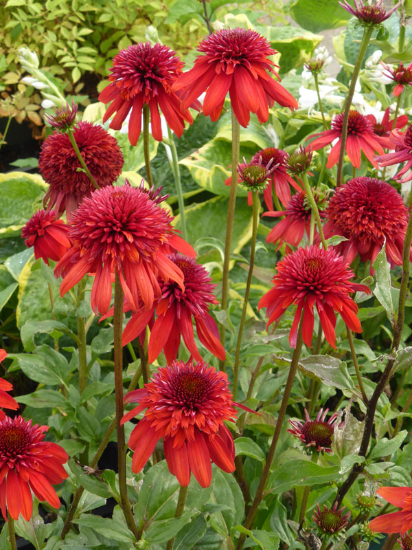 Echinacea purpurea 'Eccentric', Scheinsonnenhut