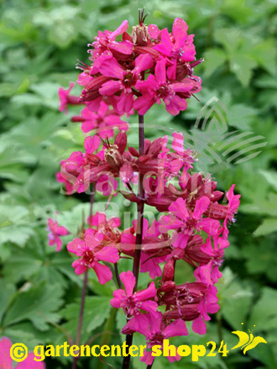 Lychnis (syn. Silene) viscaria 'Feuer', Lichtnelke, Gewöhnliche Pechnelke