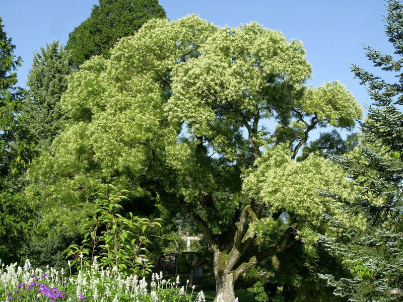 Sophora japonica, Schnurbaum - Hochstamm