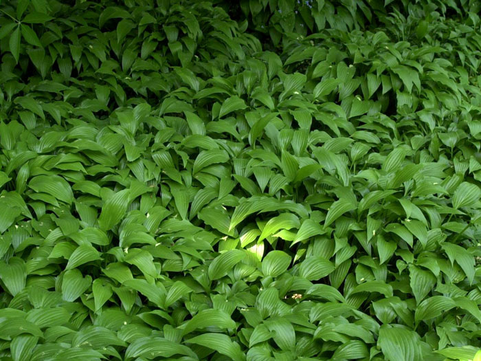 Hosta lancifolia, Lanzen-Funkie, Herzblatt-Lilie