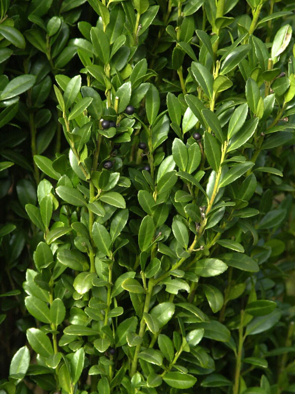 Ilex crenata 'Fastigiata', Säulen-Berg-Ilex