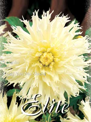 Kaktus-Dahlie 'Tsuki-Yori-No-Shisha', Dahlia (Art.Nr. 520088)