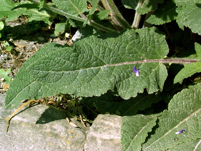 Steppensalbei Mainacht Blatt