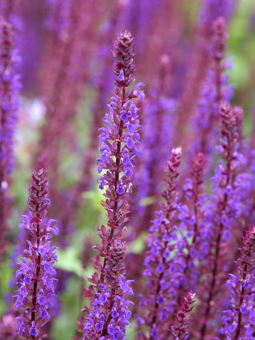 Salvia nemorosa 'Caradonna', Steppensalbei