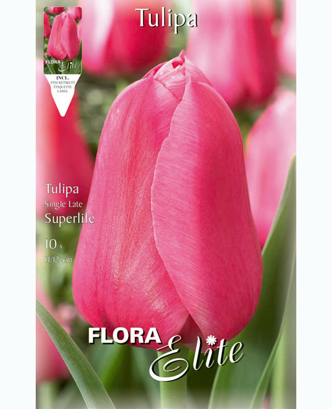 Einfache späte Tulpe 'Superlife' (Art.Nr. 5953700)