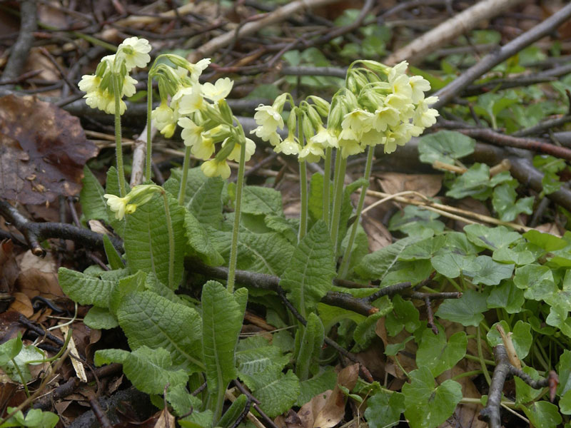 Eine blühende Primula elatior Pflanze im Wald umgeben von Geäst