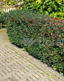 Gemeine Stechpalme Hecke