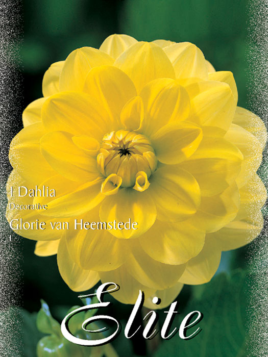 Schmuck-Dahlie 'Glorie van Heemstede', Dahlia (Art.Nr. 520144)