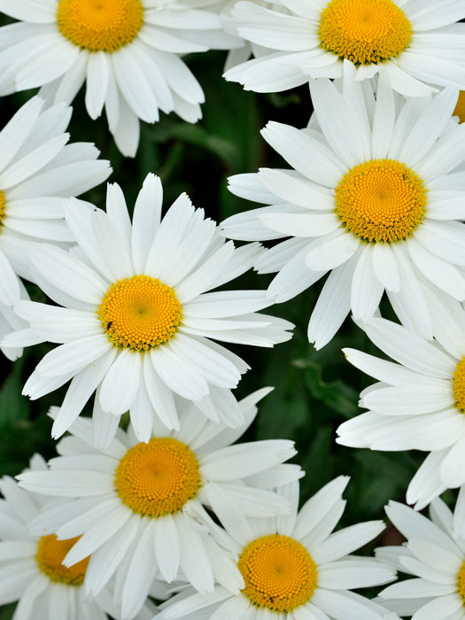 Leucanthemum x superbum 'Gruppenstolz', Sommer-Margerite