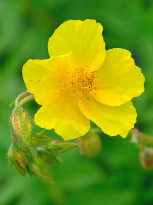 Die Blüte des Garten-Sonnenröschens 'Golden Queen'