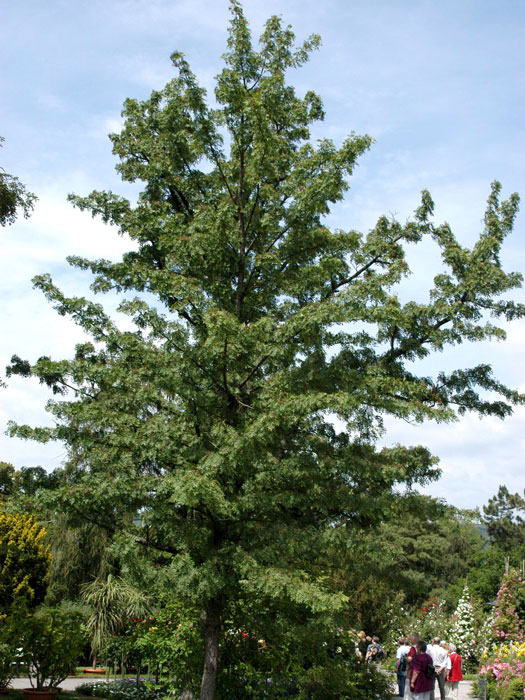 Speierling, Sorbus domestica