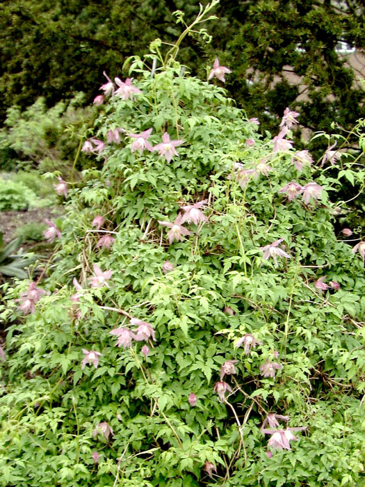 Wuchs der Clematis 'Markhams Pink'