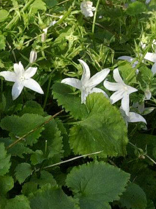 Campanula poscharskyana 'Silberregen' (M), Hängepolster-Glockenblume, Gartenglockenblume