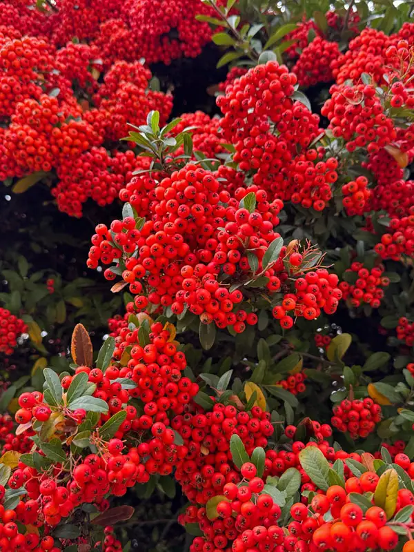 Portraetaufnahme der Fruchtstande des Pyracantha Red column