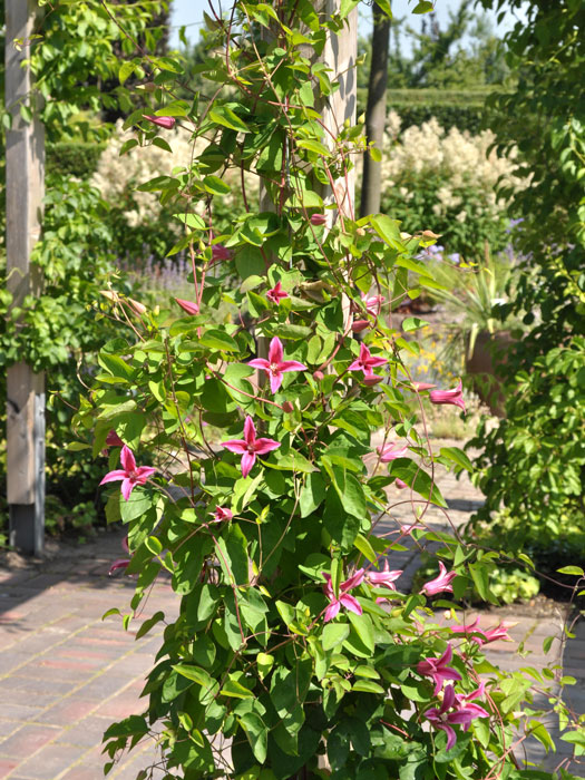 Die blühende Clematis 'Princess Diana' am Rankgerüst