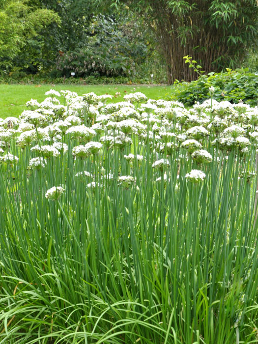 Schnittknoblauch,  Allium tuberosum