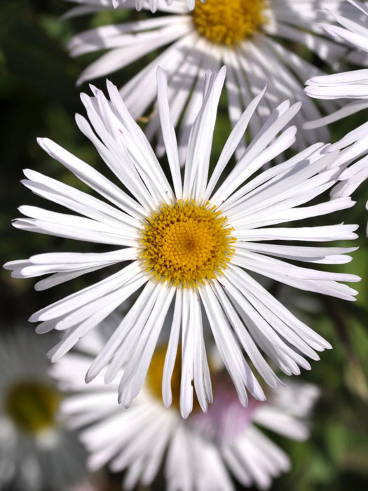 Erigeron x cultorum 'Sommerneuschnee' (M), Feinstrahlaster