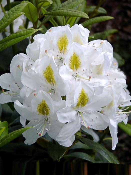 Rhododendron 'Madame Masson' INKARHO®