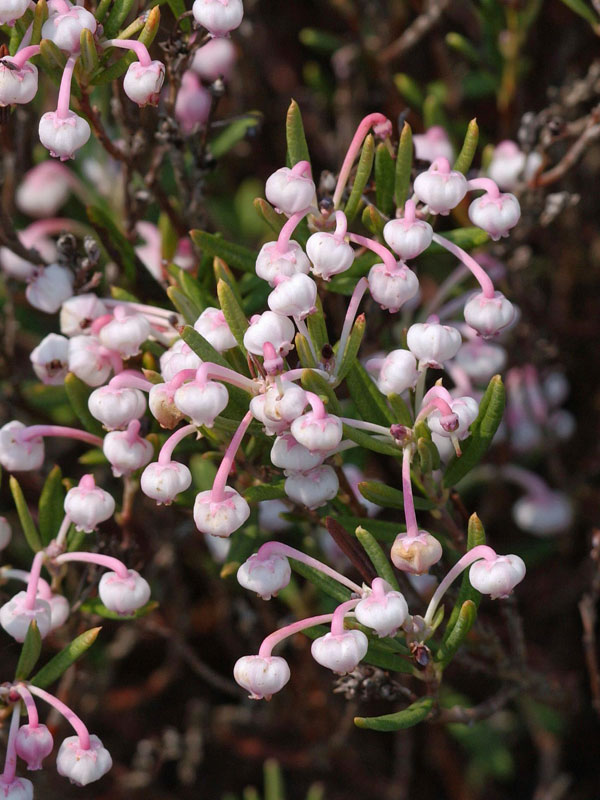 Andromeda polifolia 'Nikko', Lavendelheide