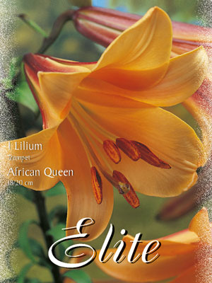 Trompeten-Lilie 'African Queen' (Art.Nr. 597040)