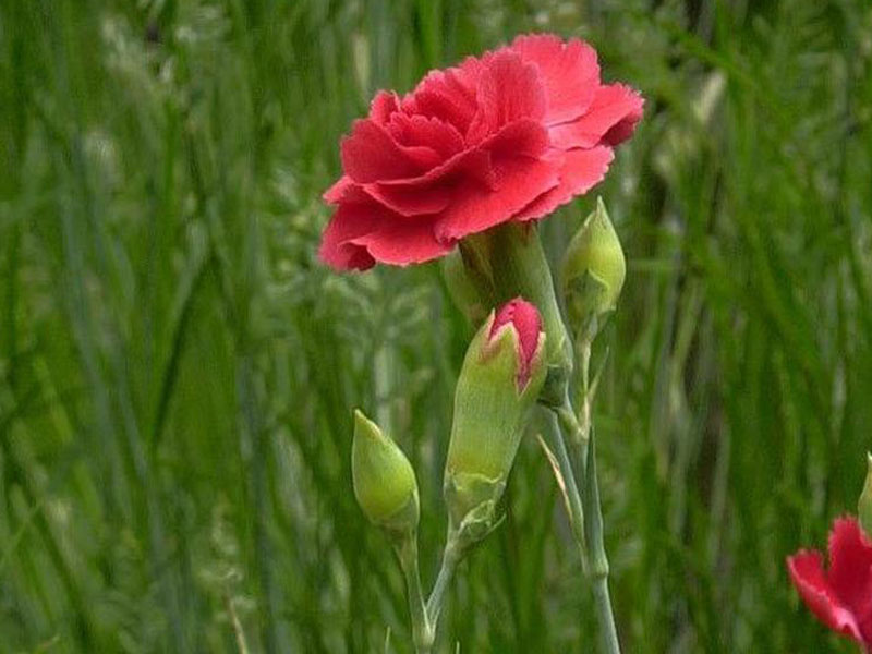 Seitenansicht einer Blüte  von Dianthus Desmond